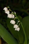 Lily of the valley